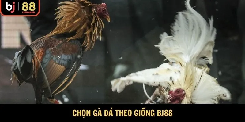 Chọn gà đá theo giống