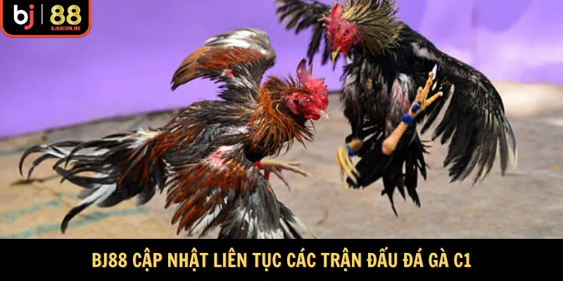 BJ88 cập nhật liên tục các trận đấu đá gà C1