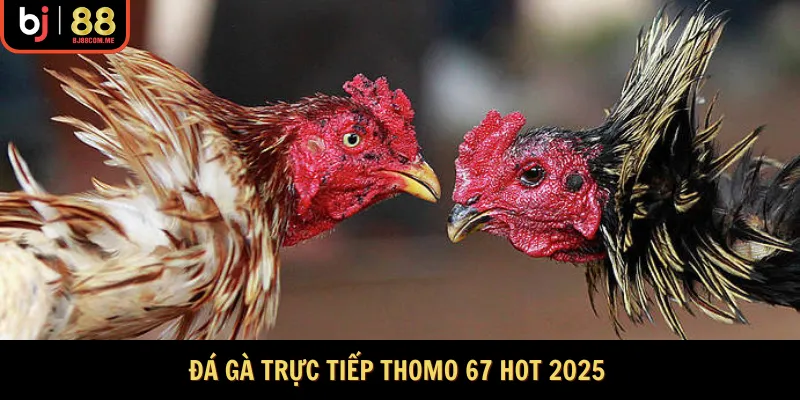đá gà trực tiếp thomo 67