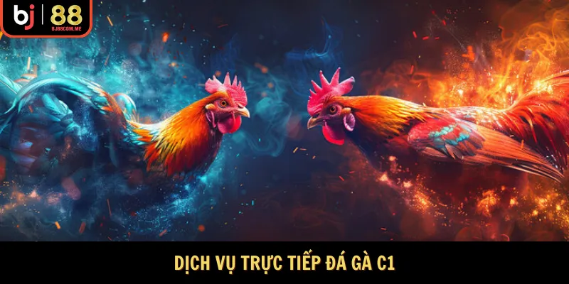 Dịch vụ trực tiếp đá gà C1