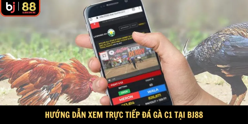 Hướng dẫn xem trực tiếp đá gà C1 tại BJ88