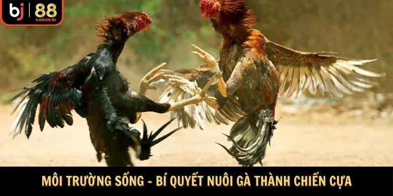 Môi trường sống lý tưởng
