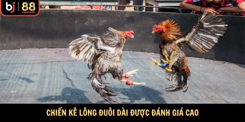 Những chiến kê có lông đuôi dài rất được đánh giá cao 